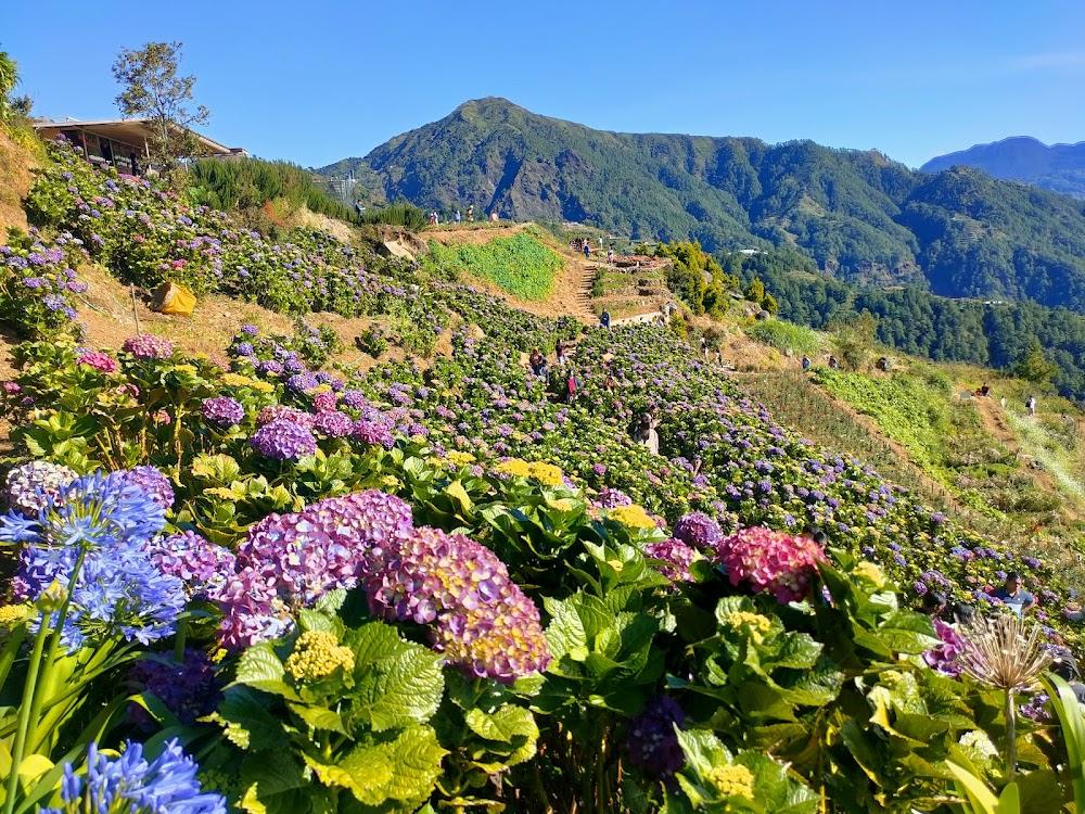 Northern Blossoms