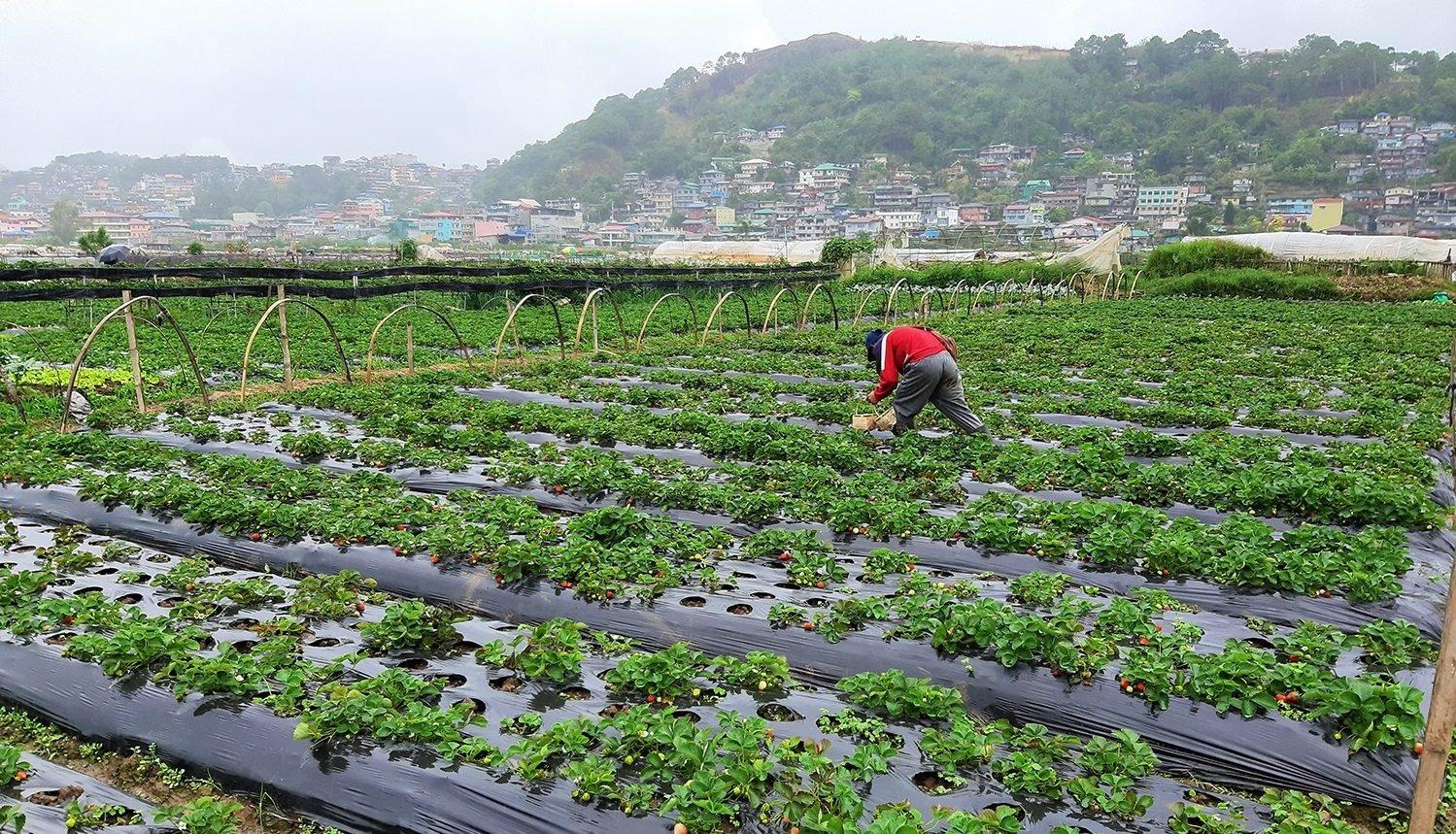 Strawberry Farm